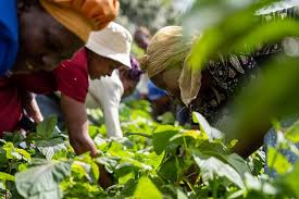 Sustainable Development